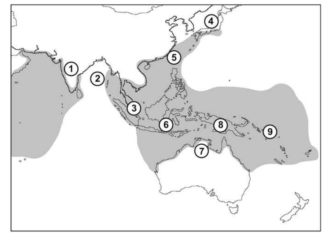 (PDF) Morphometric and taphonomic analysis of granular ark (Anadara ...