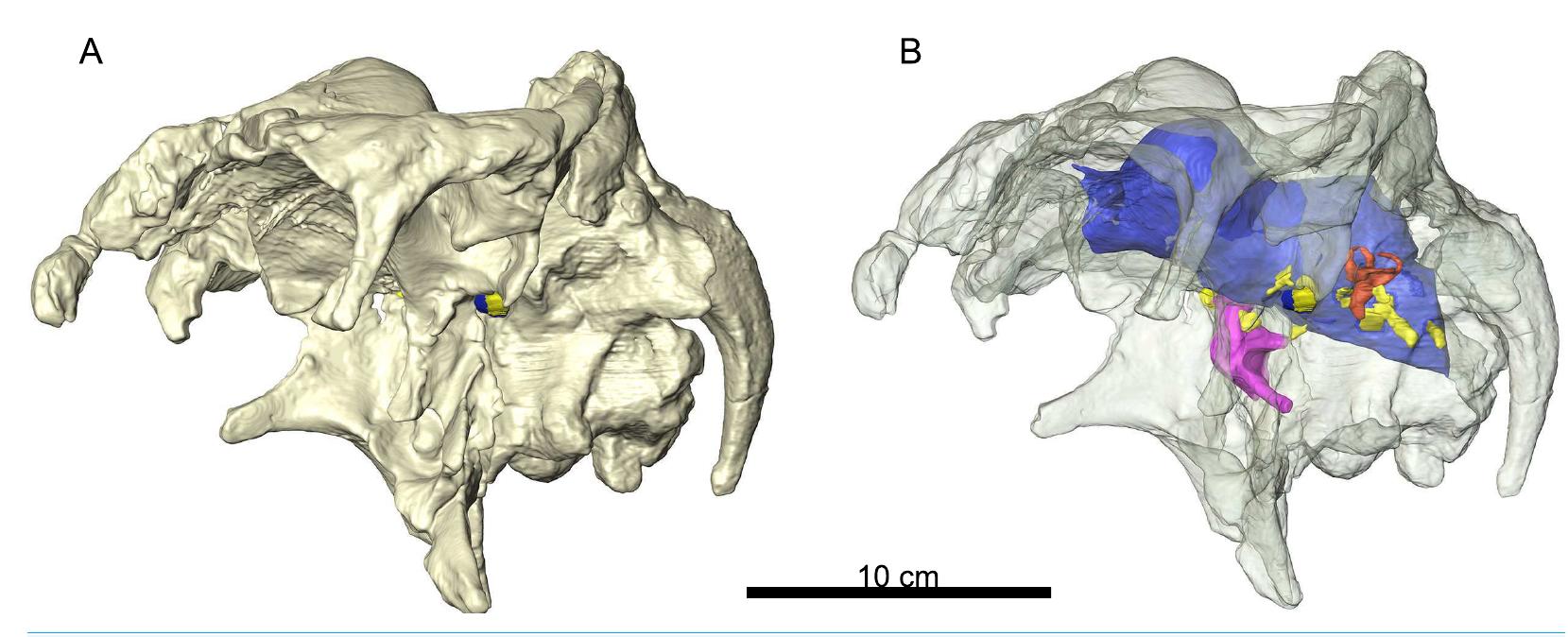 Figure 1 - from Paleoneuroanatomy of the European