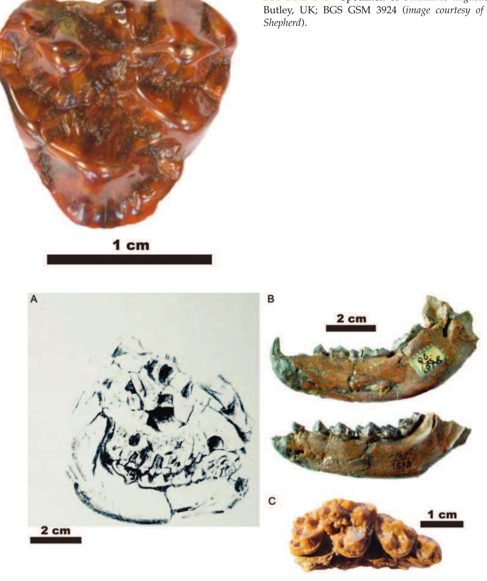 (PDF) Phenotypic and geographic diversity of the lesser panda Parailurus