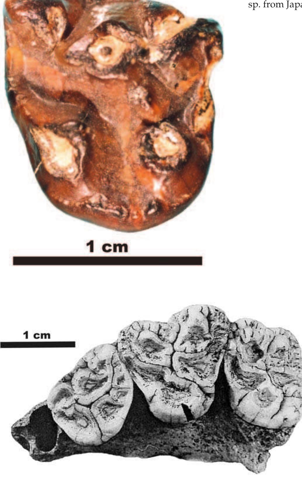 (PDF) Phenotypic and geographic diversity of the lesser panda Parailurus