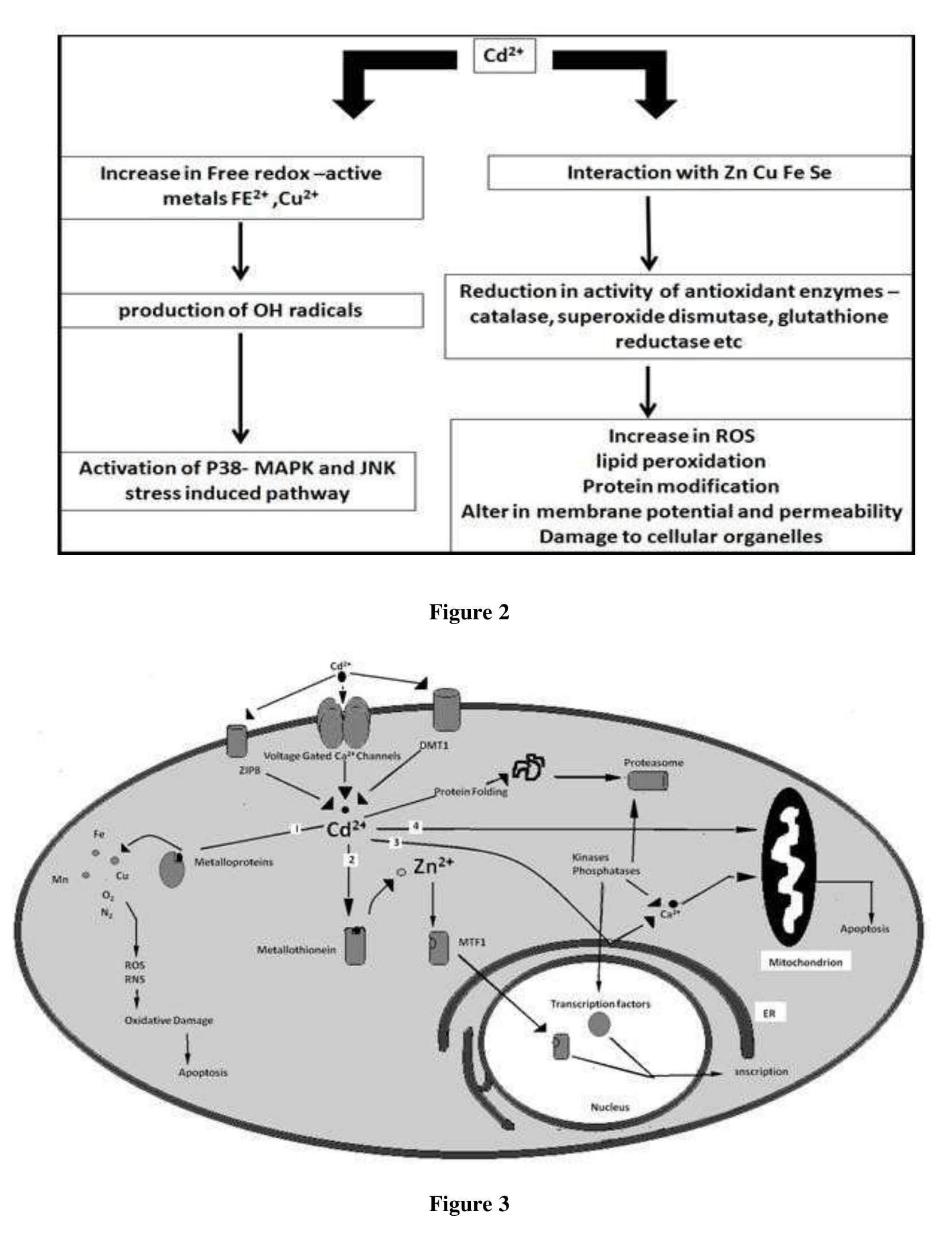 (PDF) A BRIEF REVIEW ON THE EFFECT OF CADMIUM TOXICITY: FROM CELLULAR ...