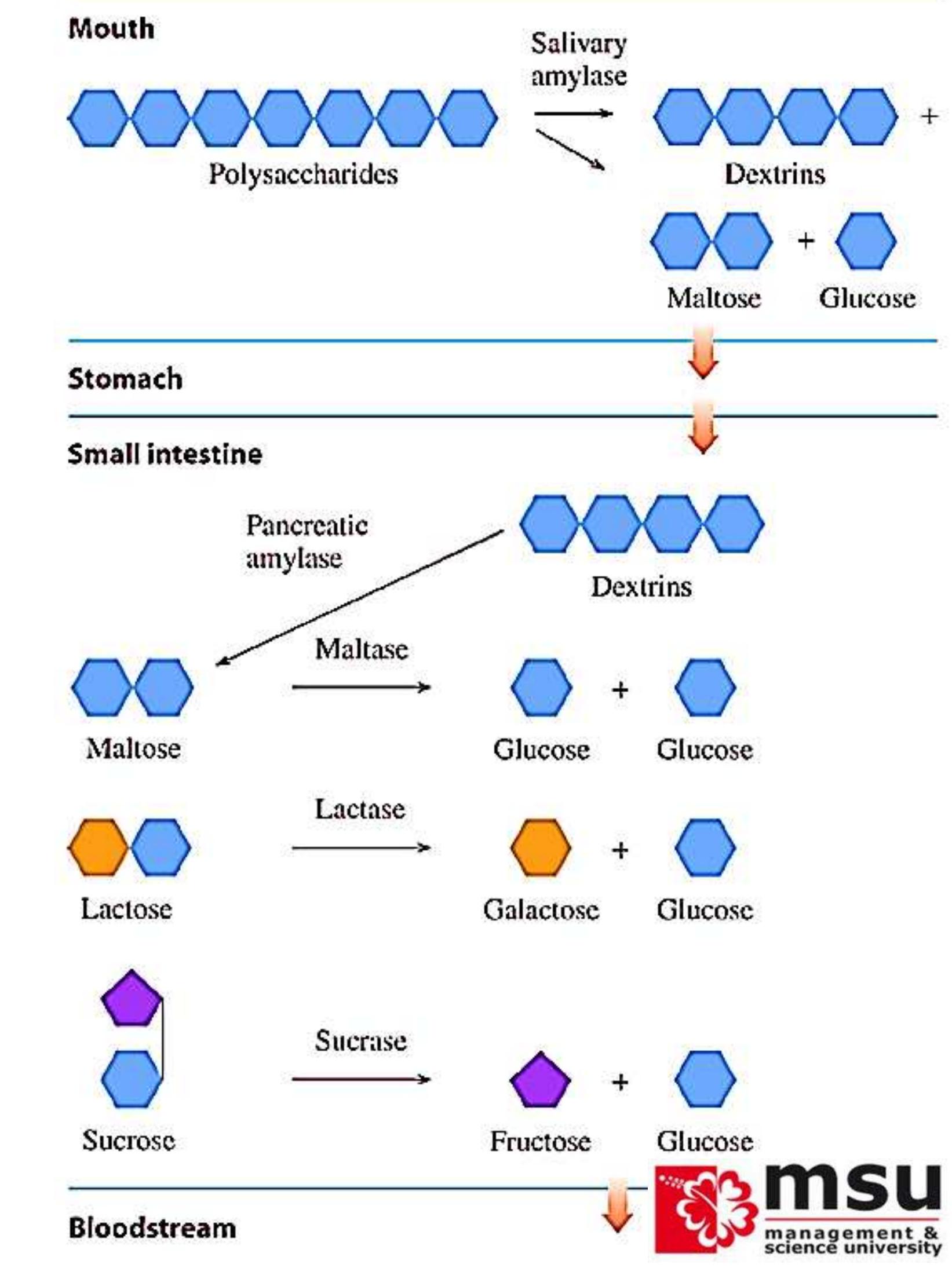 Which of the following statement is true about the cyclic form of D- glucose  1- the cyclic form of D- glucose is furanose. 2- the cyclic form of D-  glucose involves the, image size:1643x2189