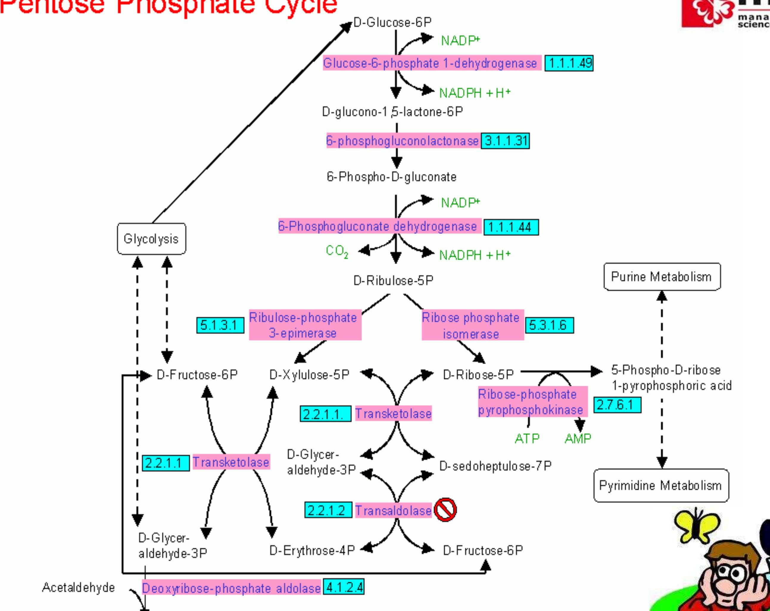 12) Which of the Following is/are correct (1) Pent aculeate of Glucose d.., image size:2586x2053