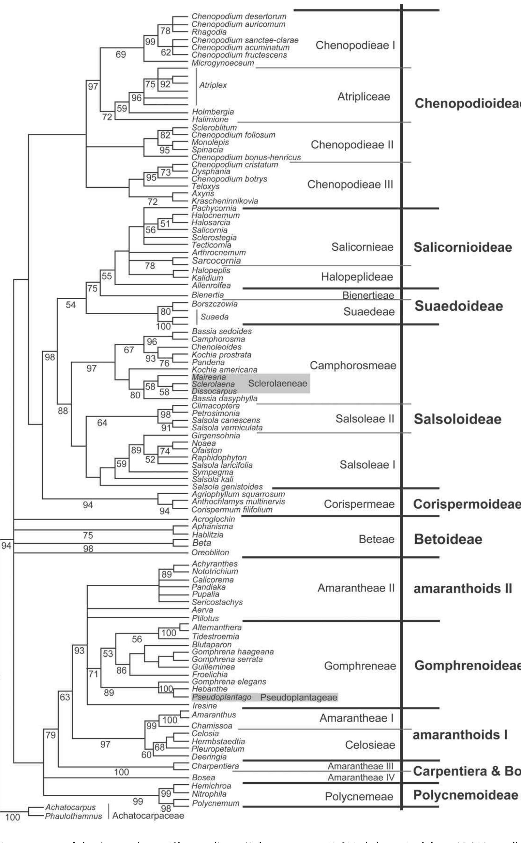 Figure 3 - from PHYLOGENY OF AMARANTHACEAE AND