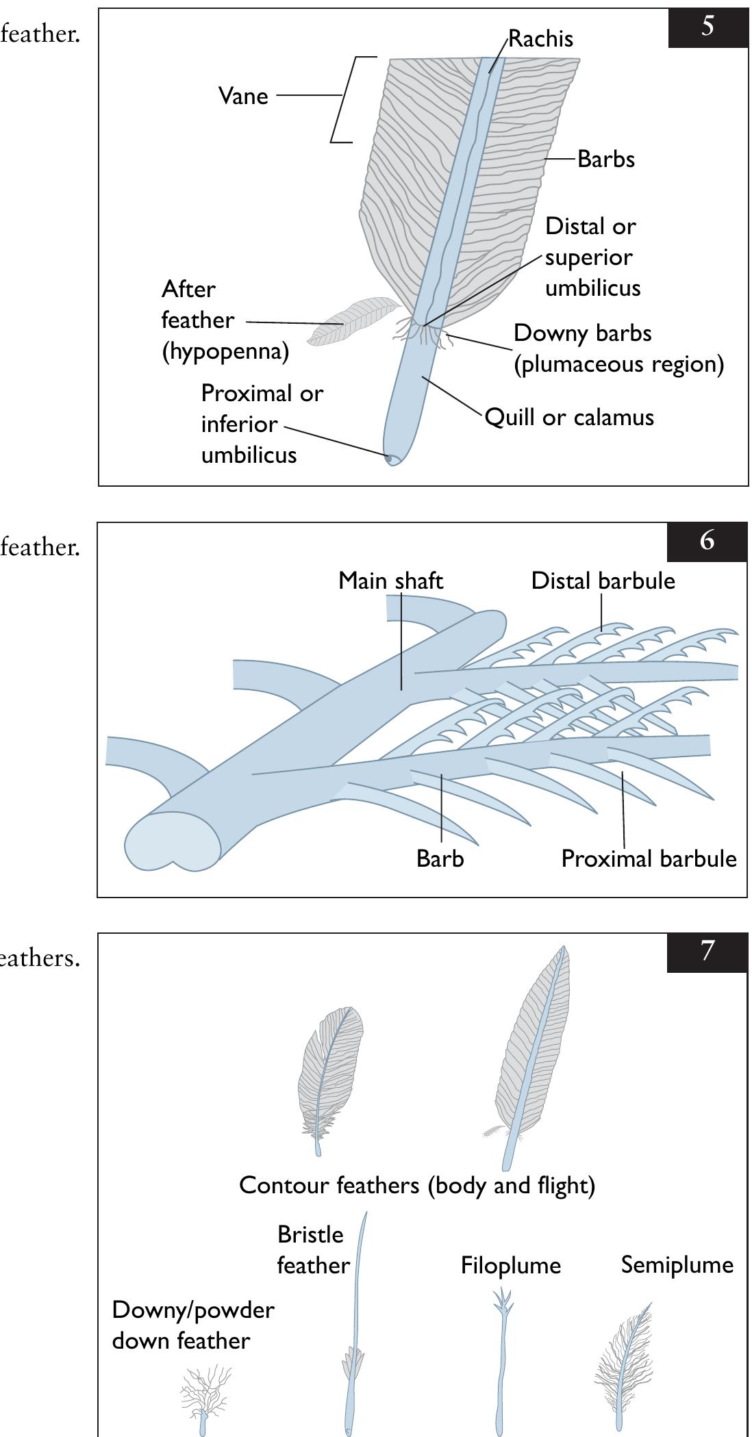 Figure 6 - from Avian Medicine and Surgery in Practice