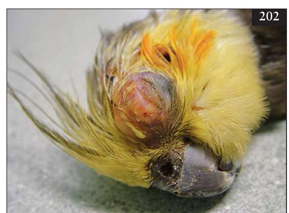 Caseated 202 sinusitis in a cockatiel. note the yellow caseated pus