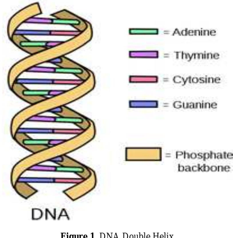 Six phases of computation process for dna computer figure 8