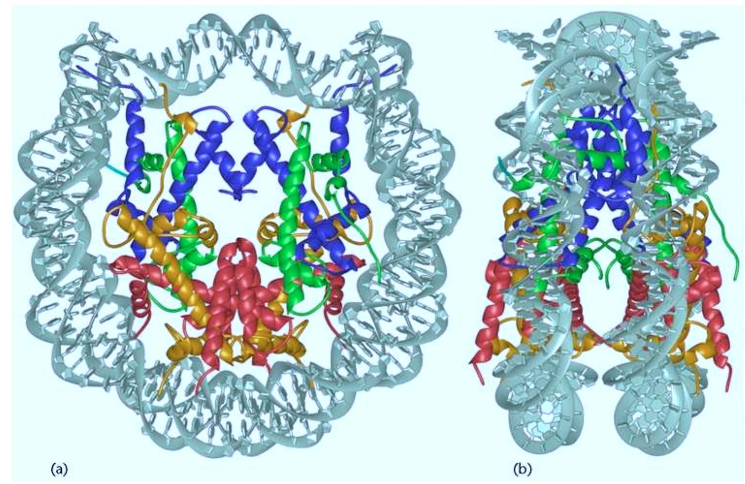 Emphasized Structures Figure 1 - from Nucleosomes: Structure and Function