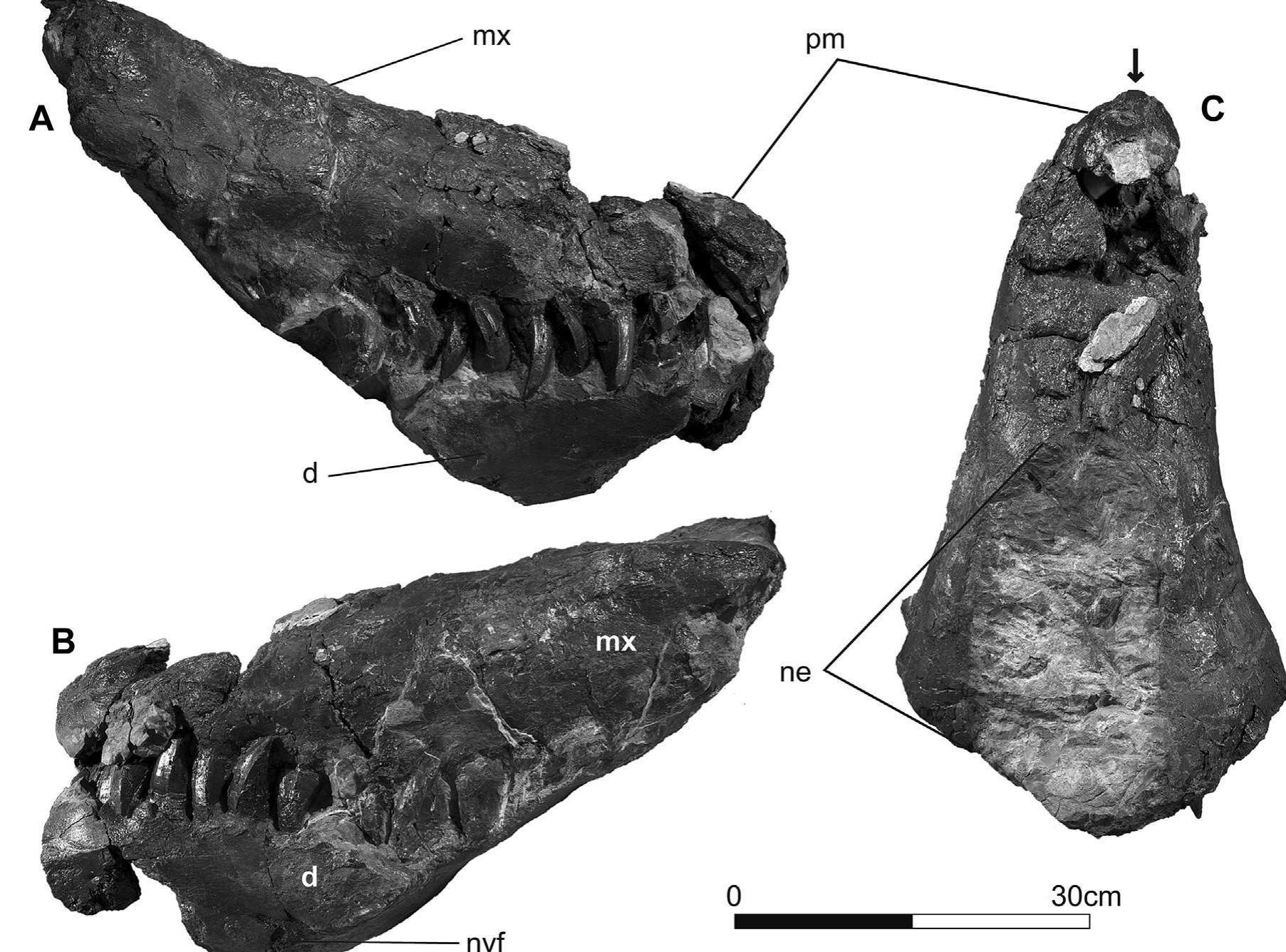Obtusely Rounded Specimen mggc 21876 in a, right lateral, b, left lateral,
