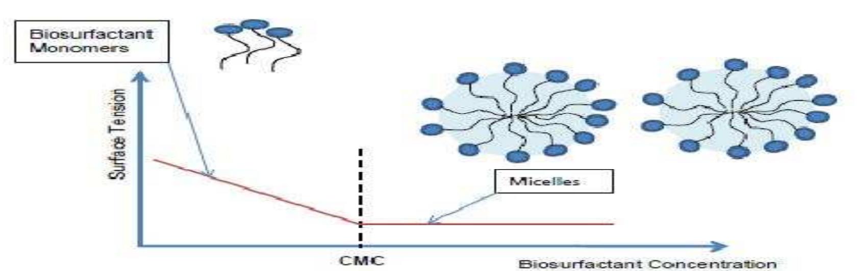 Fig. 1. Biosurfactant accumulation at the liquid/air interface [24]  Fig. 2. Relationship between biosurfactant concentration, surface tension and formation of micelles [25] 
