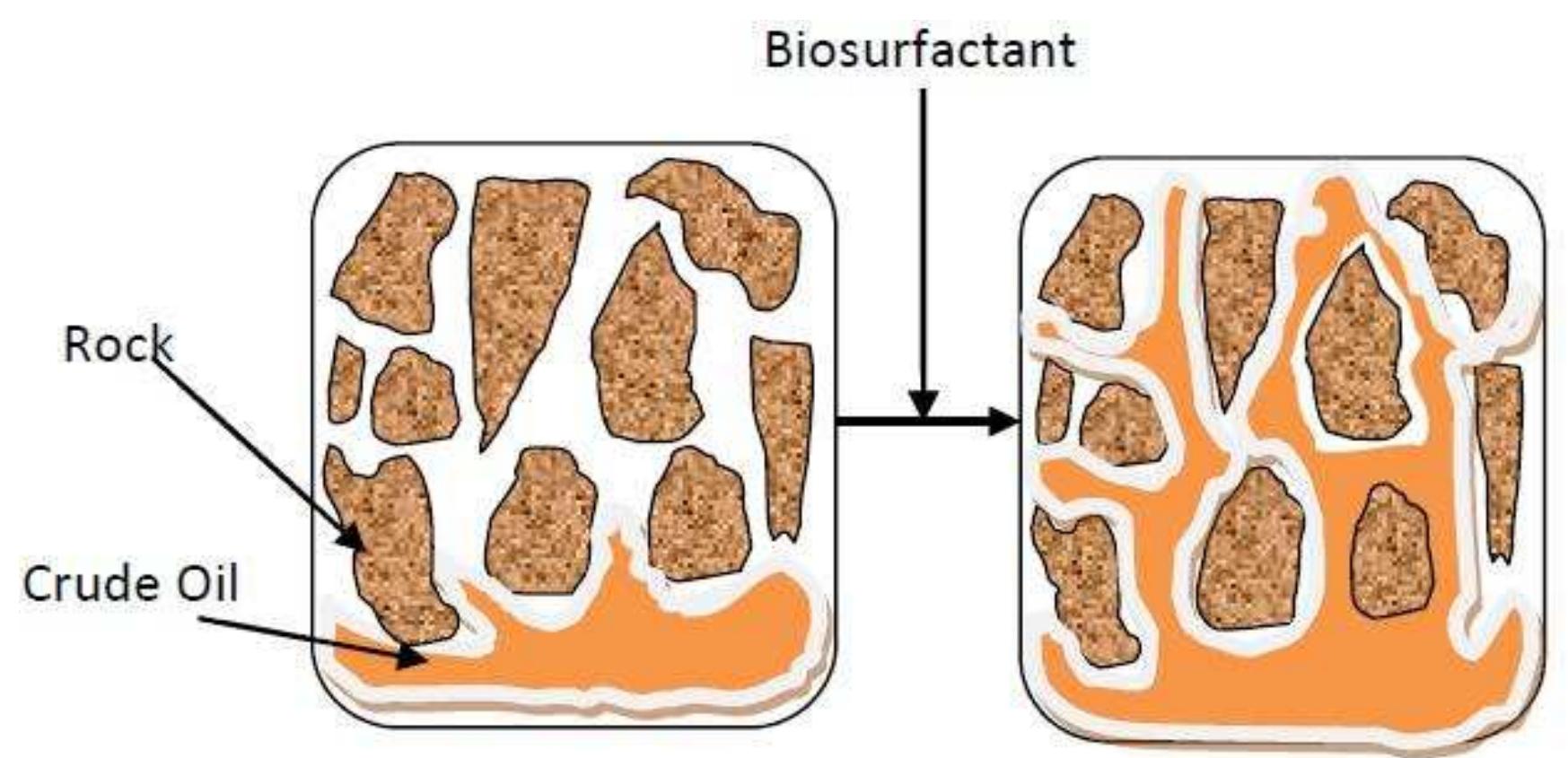 desorption studies for high level _ soil contaminations; also the HCB recoveries for low level soil contaminations were up to 90% of the total HCB [61].  with the sophorolipid instead of 0.8 mg/L/h from fluorescence measurements; the sophorolipids showed improved phenanthrene concentration instead of increased biomass concentration. For concentrations up to 1 g/L the toxicity of the sophorolipid was low. Adsorption of the surfactant to the soil was observed as CMC of the sophorolipid in water increased from 4 mg/L to 10 mg/L in the presence of 10% soil suspensions. 