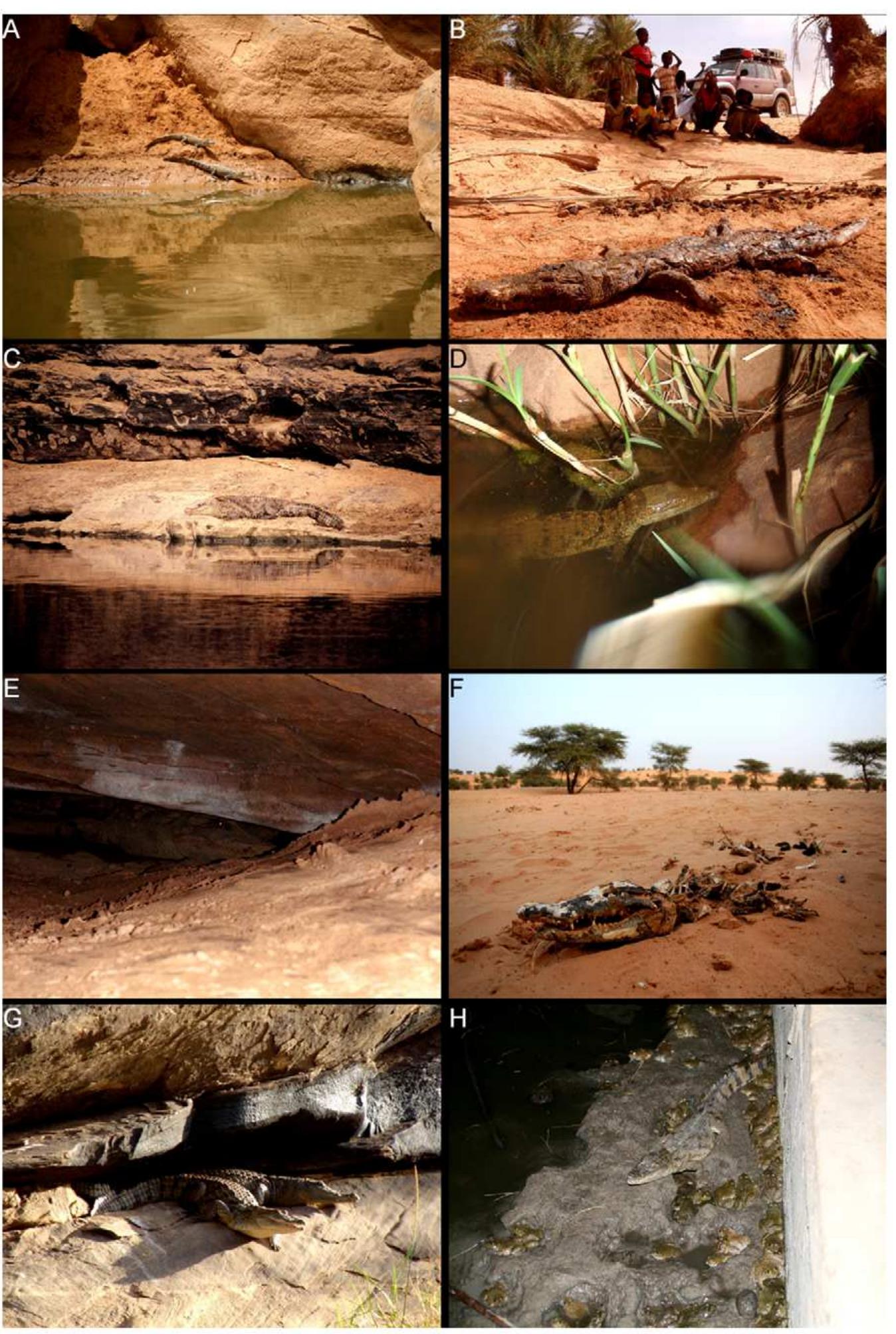 Rainforest'S Hidden Shoppers: The Surprising Diet Of Crocodiles - x7rtryw