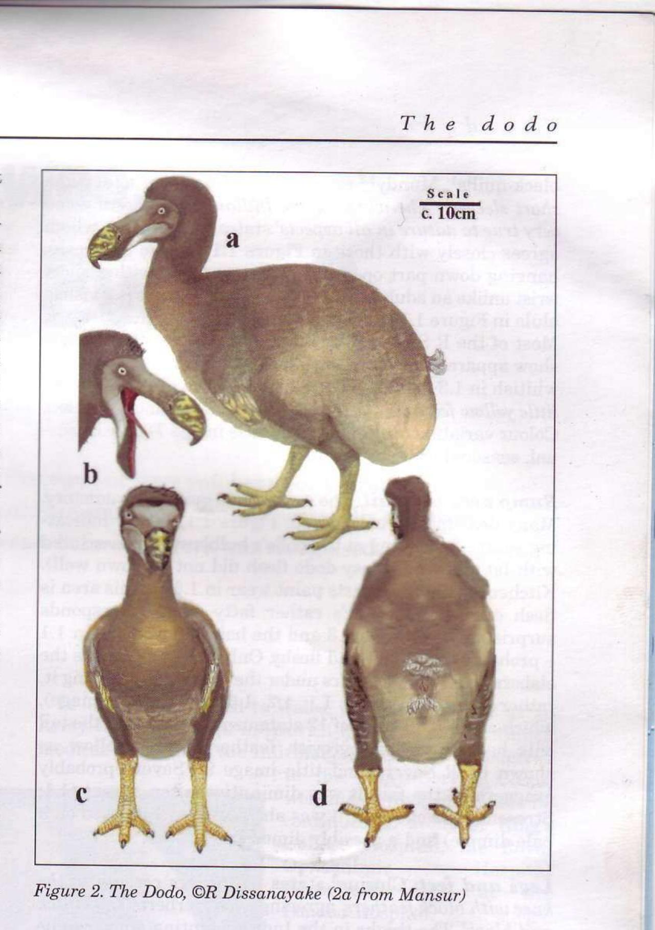 (PDF) What did the dodo look like?