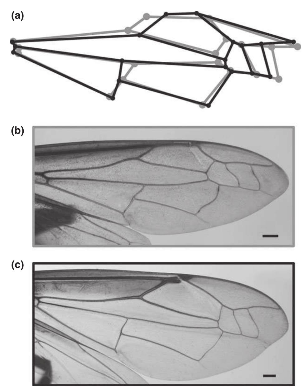 Phylogenetic signal fig. 1 location of the 2d landmarks
