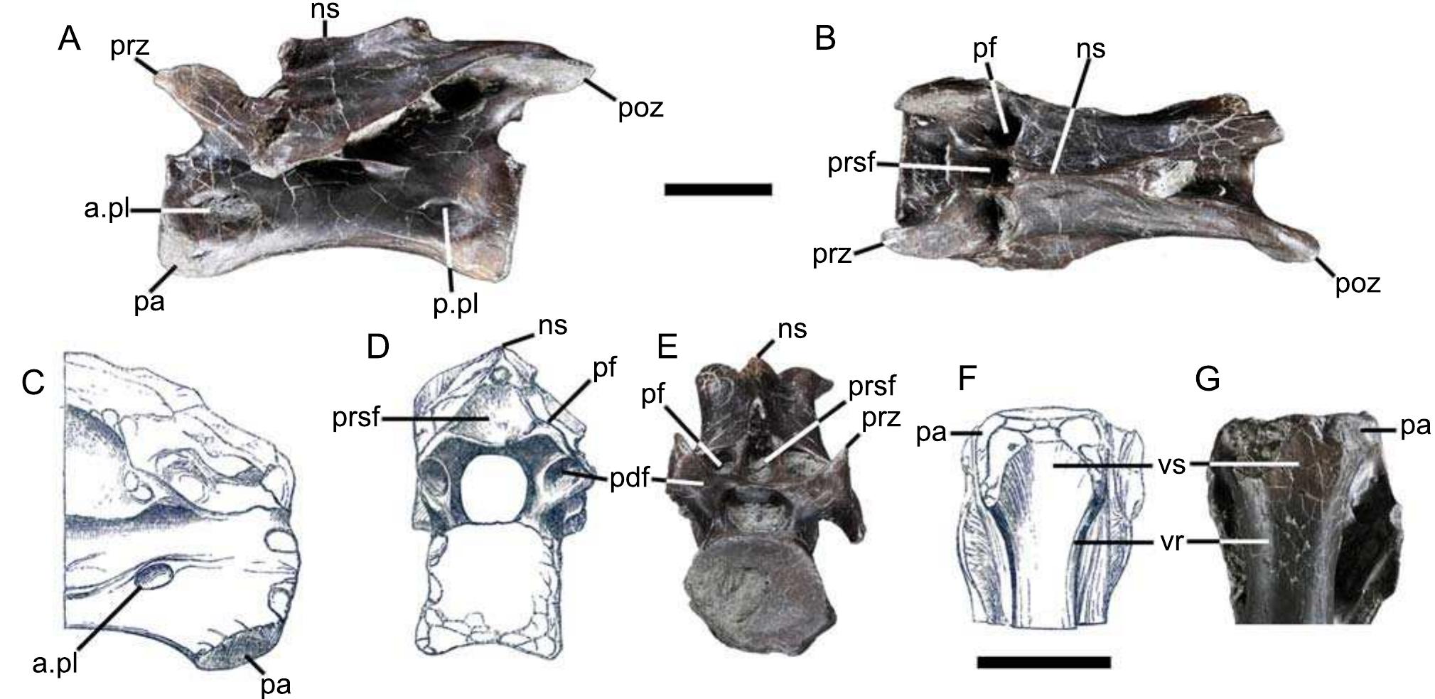 (PDF) European ornithomimosaurs (Dinosauria, Theropoda): an undetected ...