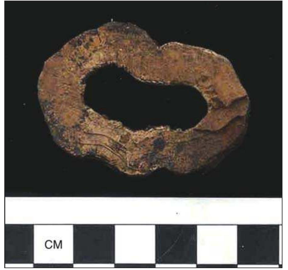 Walrus tusk fragment. scale in cm. this sawn tusk root (fig.