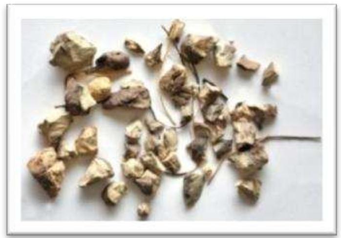 Collinson Strains (PDF) PHARMACOGNOSTICAL STANDARDIZATION OF ROOTS AND RHIZOMES OF ...