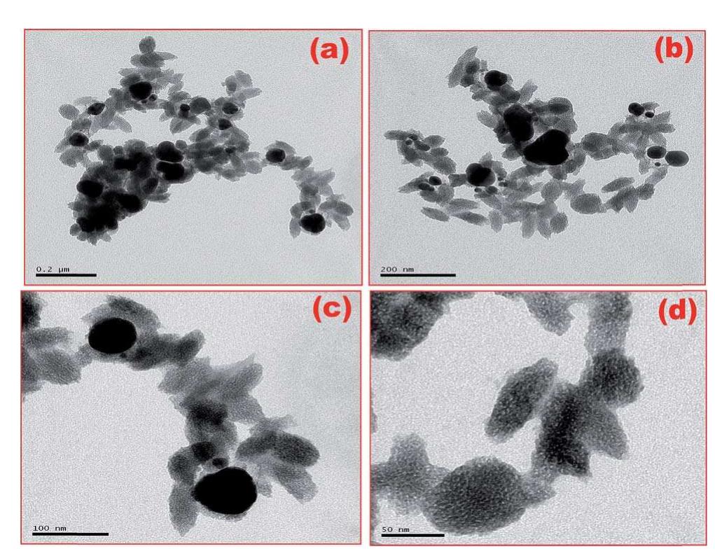 Tem Ag Tio2 Tem images of ag doped tio2 nanoparticles.