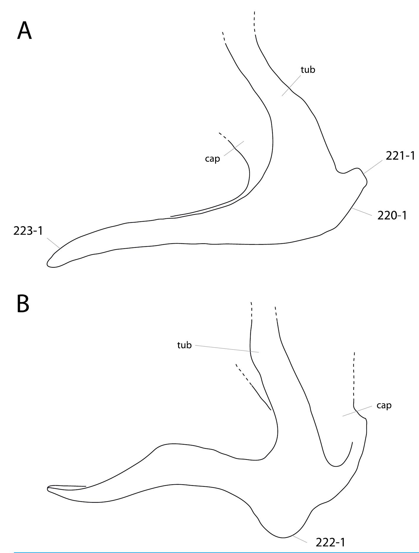 Figure 61 - from A specimen-level phylogenetic analysis and