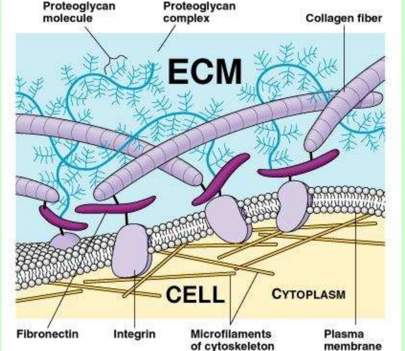 Figure 15 - from AS CIE Cell structure and ultrastructure