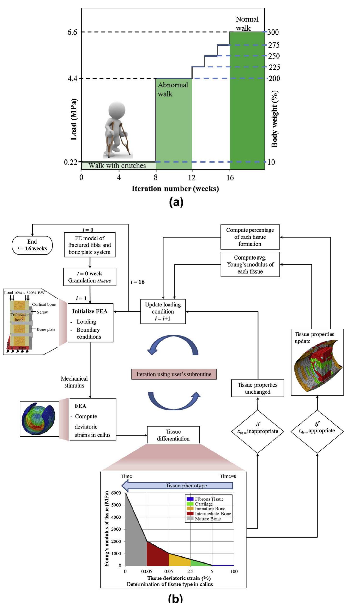 (PDF) Evaluation of healing performance of biodegradable composite bone ...