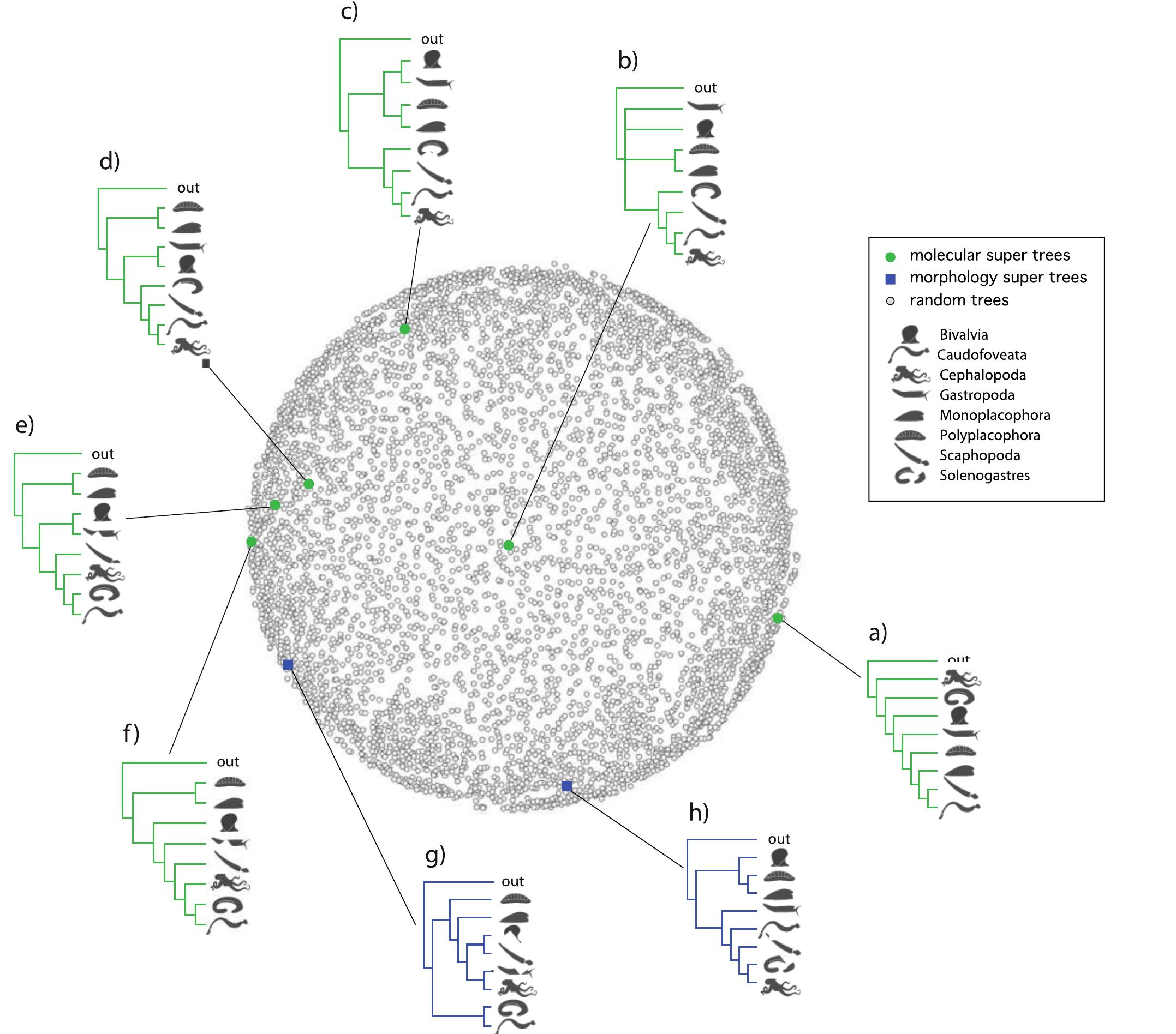 FIGURE 4. Multidimensional scaling plot of 5000 randomly generated trees including eight molluscan classes (open circles) and the eight supertrees derived from 42 unique, published source trees topologies (Table 1; Supplementary Figure $2 availabe on Dryad at http://dx.doi.org/10.5061 /dryad.b4m2c). Supertrees a-f (solid circles) are derived from molecular trees (n=15), g and h (open squares) are derived from the morphological data partition (n =27). Supertree reconstruction methods included: (a) AVCON (Clann) Supertree; (b) RF (RFS) strict consensus Supertree; (c) MRF (Rainbow) Supertree; (d) DFIT, SFIT, QFIT (Clann) and RF (RFS) majority rule consensus Supertree; (e and f) MRP (Rainbow) SupertreesAll of the above programs and options produce the same Supertree topology; and (g) from morphological source trees, with the exception of AVCON (Clann) Supertree (h). 