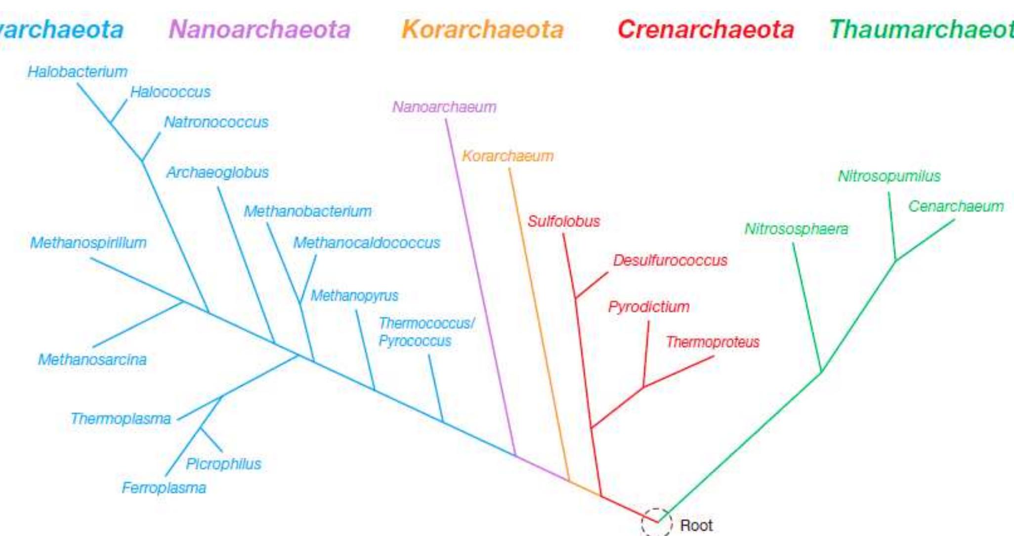 Detailed phylogenetic tree of the archaea based on
