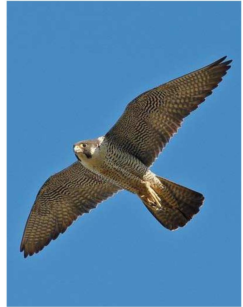 Gratis Afbeeldingen : winter, scherp, vleugel, gat, venster, glas, wind,  ijs-, reflectie, kleur, blauw, beeldhouwwerk, kunst, breken, verbrijzeld,  barsten, schade, gebroken raam, breuk 1920x1280 - - 855684 - Mooie  Afbeeldingen - PxHere, image size:826x1044