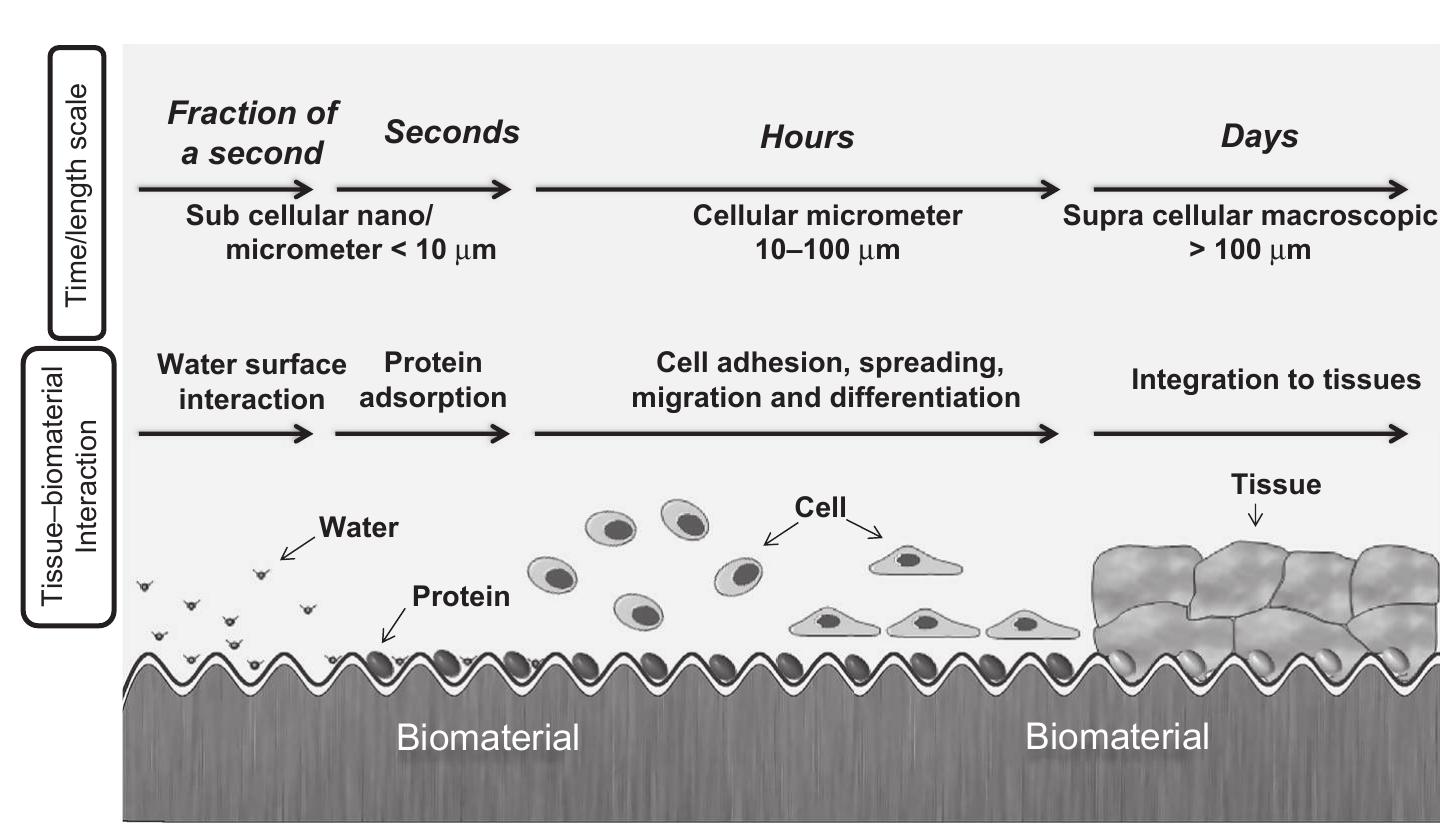 Introduction to surface coating and modification for metallic biomaterials