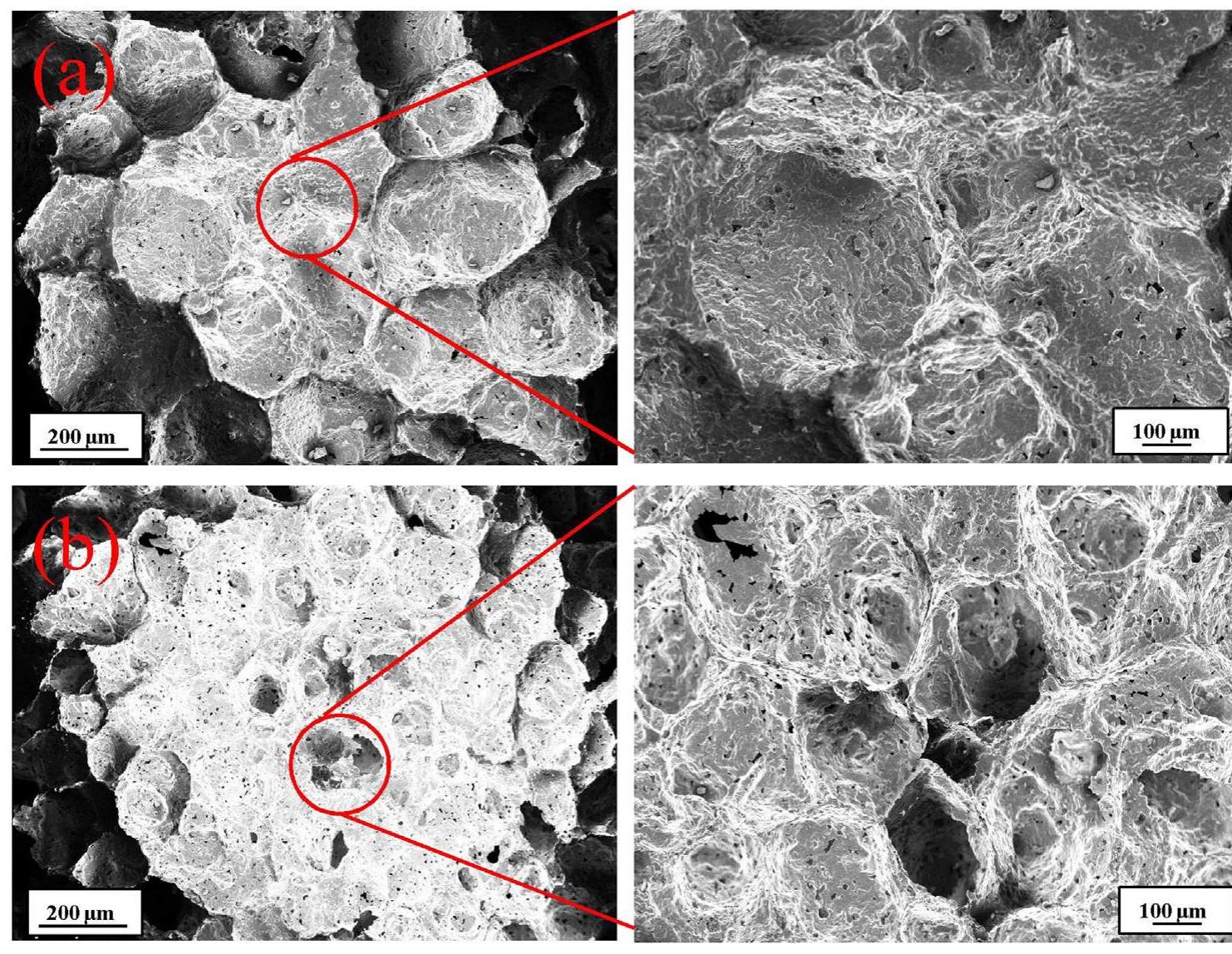 Fesem photomicrographs showing the microstructure of foamed