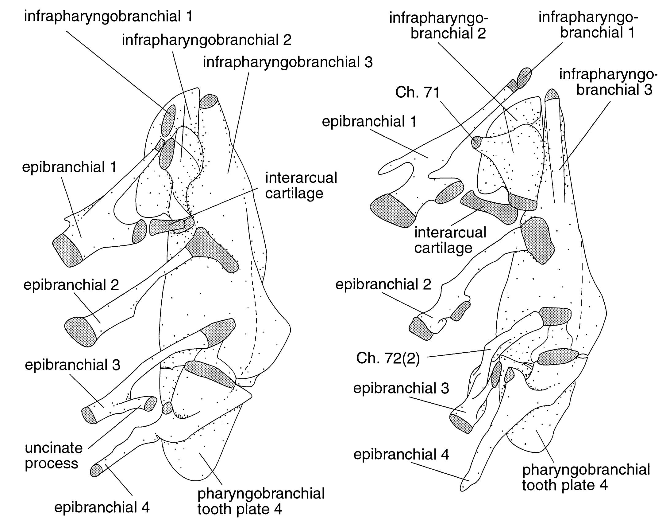 Dorsal view of the left upper pharyngeal jaw; a, atherinops