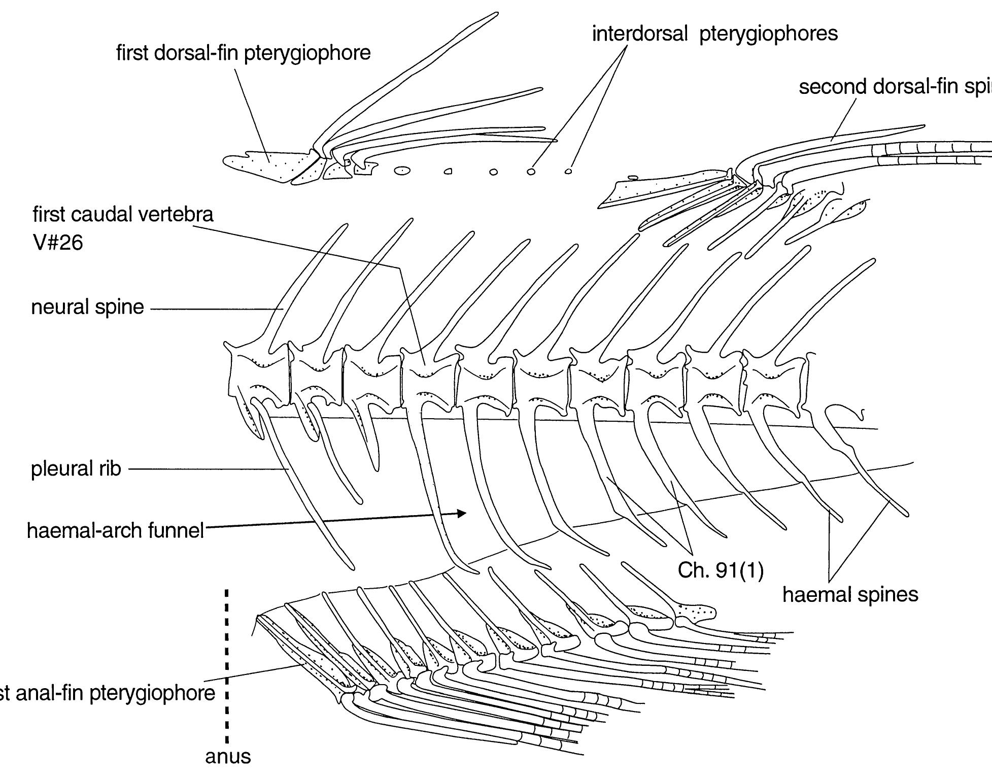 Lateral view of median fins and axial skeleton of