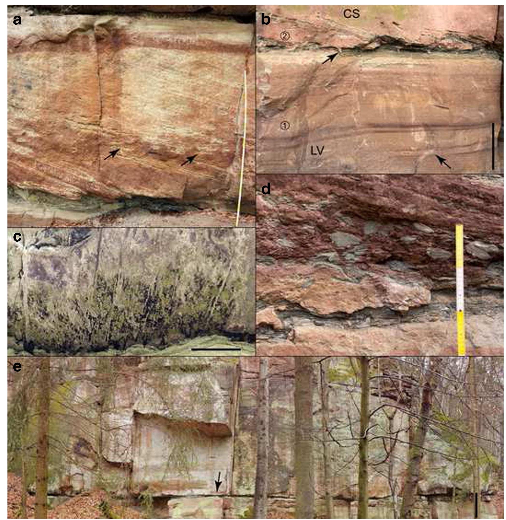 Examples of some lithofacies types of the lower solling