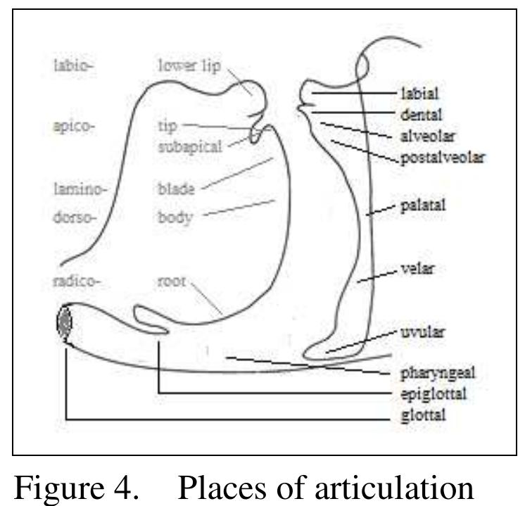 ‘Manner of articulation’ refers to the methods of maneuvering airstream during
consonant production. Airstream can, when going through the vocal tract, be totally blocked
before being released (plosives or affricates) or near blocked (fricatives), make little noise
(central and lateral approximants), or go out of nostril (nasals) instead of mouth. There are
another two terms, ‘rhotic’and ‘liquid’, which are fairly common but not established on the
IPA chart. The former refers to seven r-sounds, which could be trills, taps/flapsor
approximants. The latter is a cover term for laterals and rhotics.
 articulators (the lower lip or the tongue) approach to form various kinds of constrictions to
impede airflow. Eleven places of articulation, e.g. bilabial, alveolar, etc., are established in the
table. They are listed on the right side of Fig.4 except one, retroflex, which refers to a type of
consonants involving an articulatory target somewhere between post-alveolar and palatal and
an active articulator of sub-apical or the tip of the tongue. Note that, according to Jacobson et
al (1952), the ‘glottal’ sounds are neither consonants nor vowels. Rather, they are phonation
types (cf. §4.1). Active articulators refer to the lower lip and various parts of the tongue,
whose terms are given in the middle of the figure. Along the left side are hyphenated terms of
active articulators, which, when combining with those for place, form terms of articulatory
eesture, e.g. bilabial (labio-labial), labio-dental, apical-alveolar, lamino-dental, etc.

