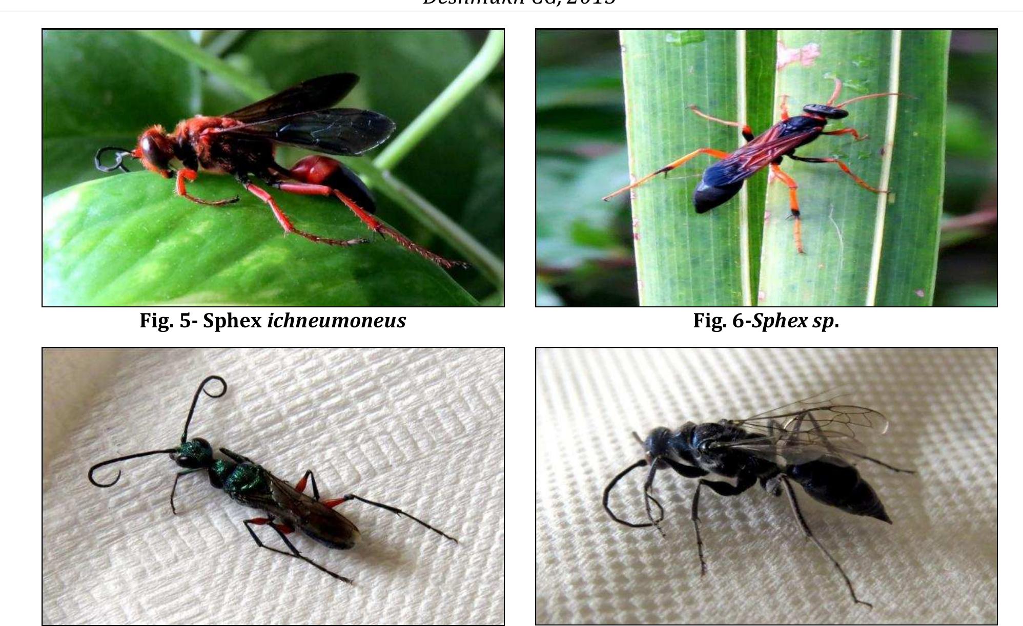 Figure 2 - from Diversity and distribution of Sphecoid Wasp