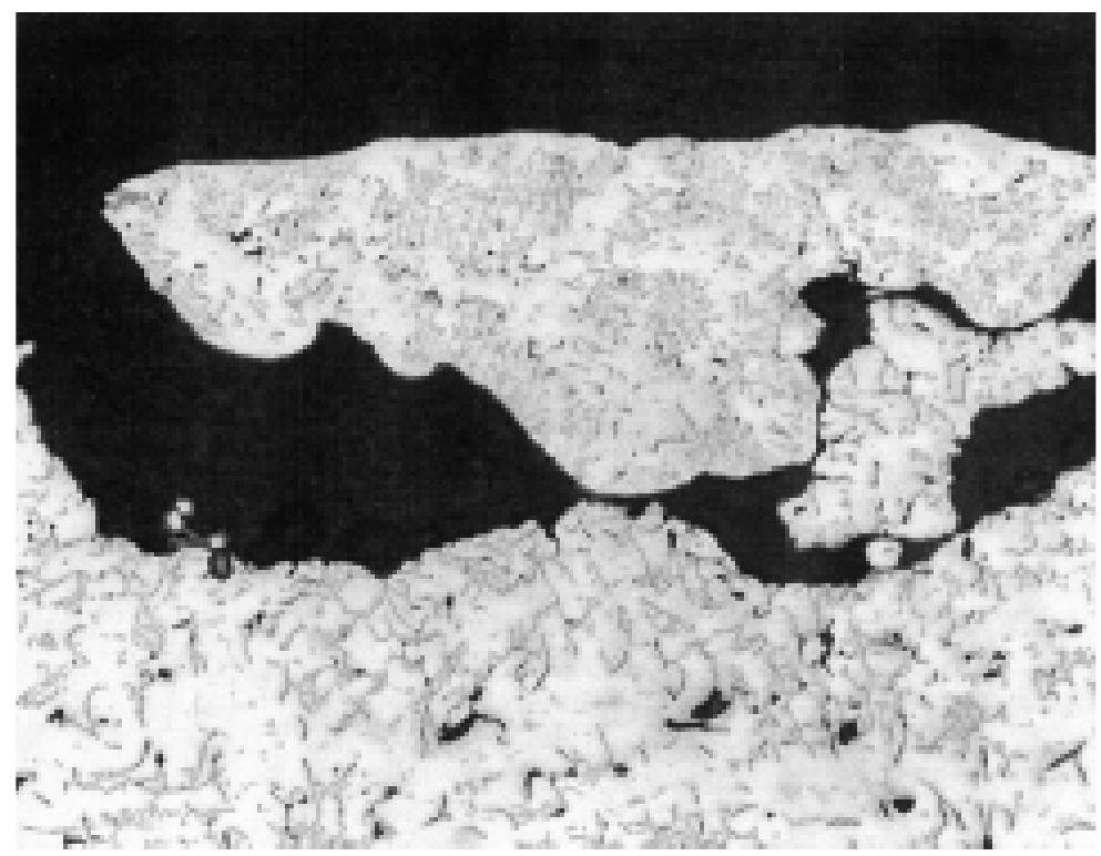 Photomicrograph illustrating a cross section through one of