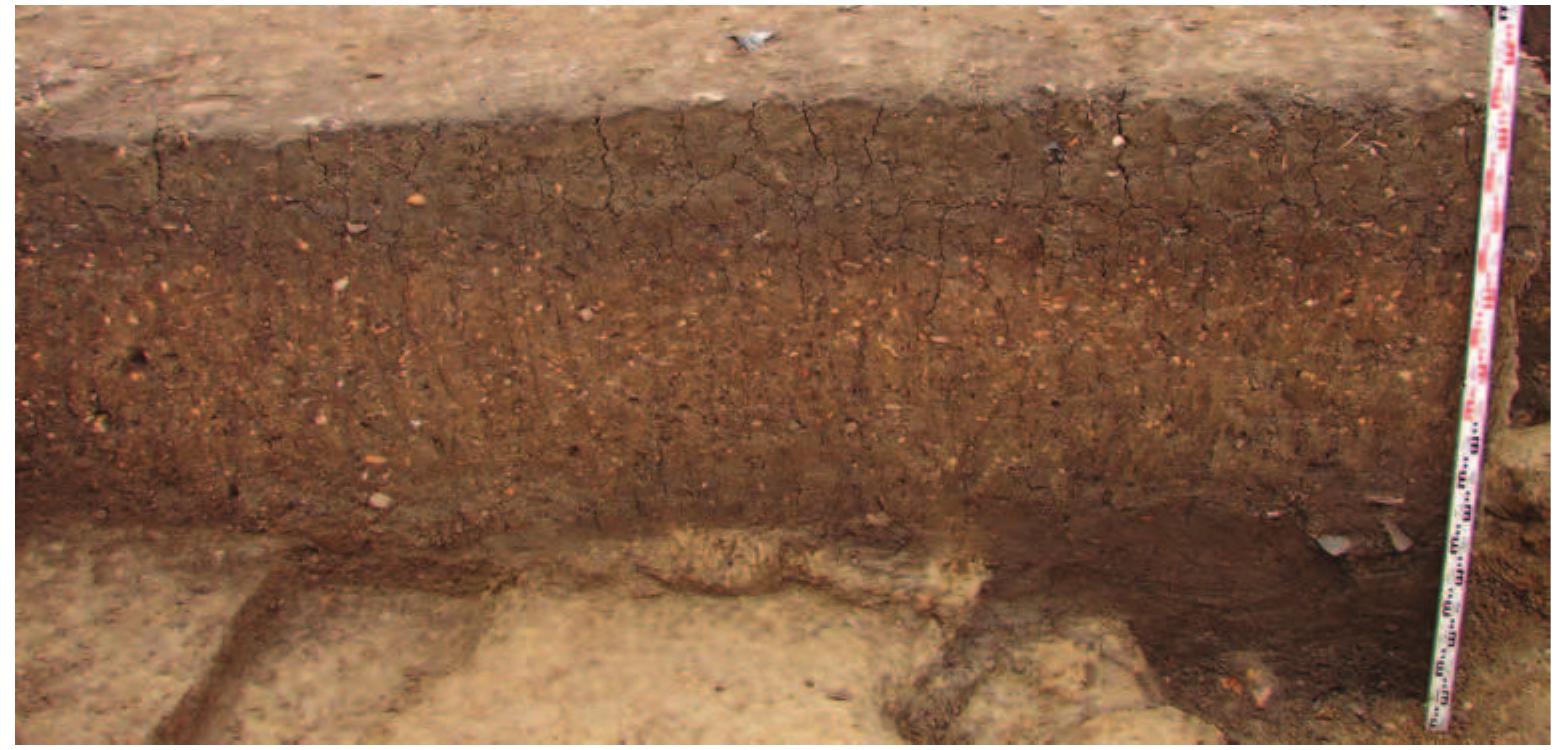 Slika 6: Kocicevo, sonda iz 2012. rodine, profil (slika)  Figure 6: Kocicevo, 2012 Trench, profile (picture) 