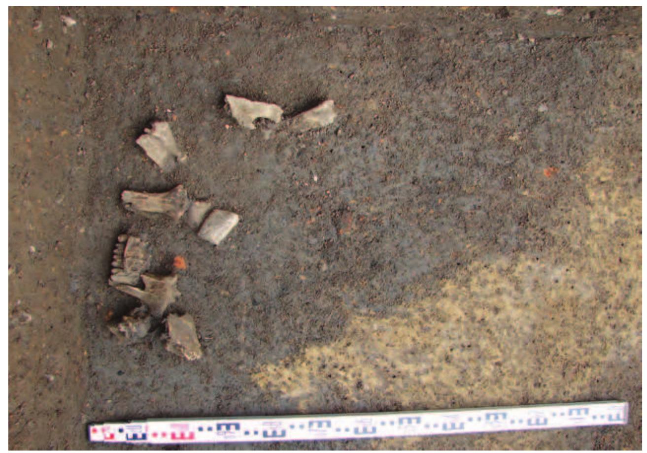 Figure 8: Kocicevo, 2012 trench, buried soil, concentration of finds  Slika 8: Kocicevo, sonda iz 2012. godine, geoloski pohranjeni slojevi zemljista, koncentracija nalaza  Figure 7: Kocicevo, 2012 Trench, profile (drawing) 