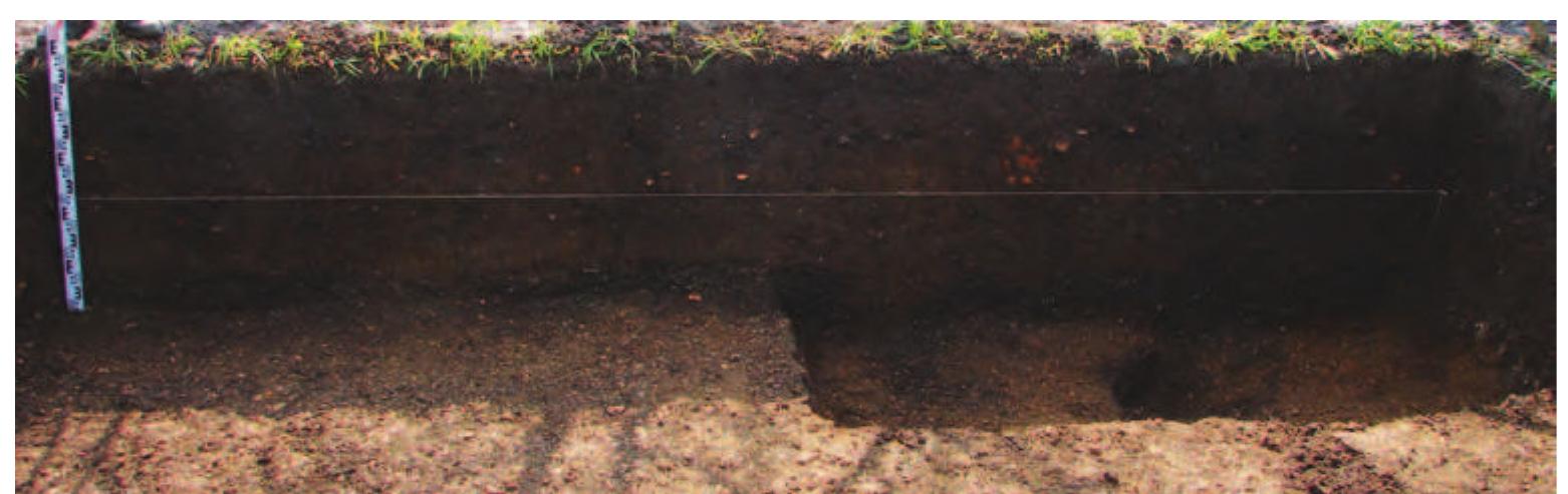 Slika 12: Kocicevo, sonda iz 2013. godine, profil (slika) 