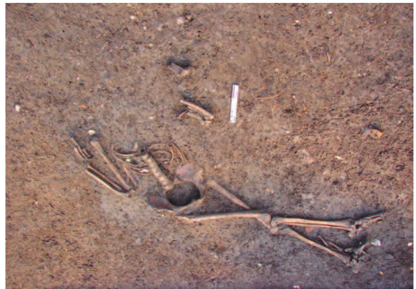 Slika 14: Kocicevo, sonda iz 2013. godine, Ijudski skelet (kontekst 1156) (slika)  Figure 14: Kocicevo, 2013 trench, human skeleton (context 1156) (pic- 