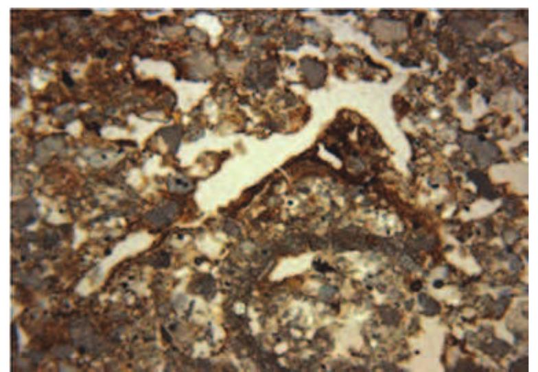 Slika 20: Fotomikrograf iluvijalne muljevite gline koja narocito oblaze Supljinu u gornjem dijelu mikritic- kog B/B horizonta, uzorak 1/5 (Sirina okvira = 4.5 mm; ukrstena polarizo- vana svjetlost)  Figure 20: Photomicrograph of illuvial dusty clay partially lining a void in the upper part of the micritic B/B horizon, sample 1/5 (frame width  = 4.5mm, cross polarized light)  Figure 19: Photomicrograph of the B/C substrate which is predomi- nantly composed of more or less even fractions of fine quartz sand, micrite and pure clay, base of sample 1/7  (frame width = 4.5mm; cross polar- ized licht) 