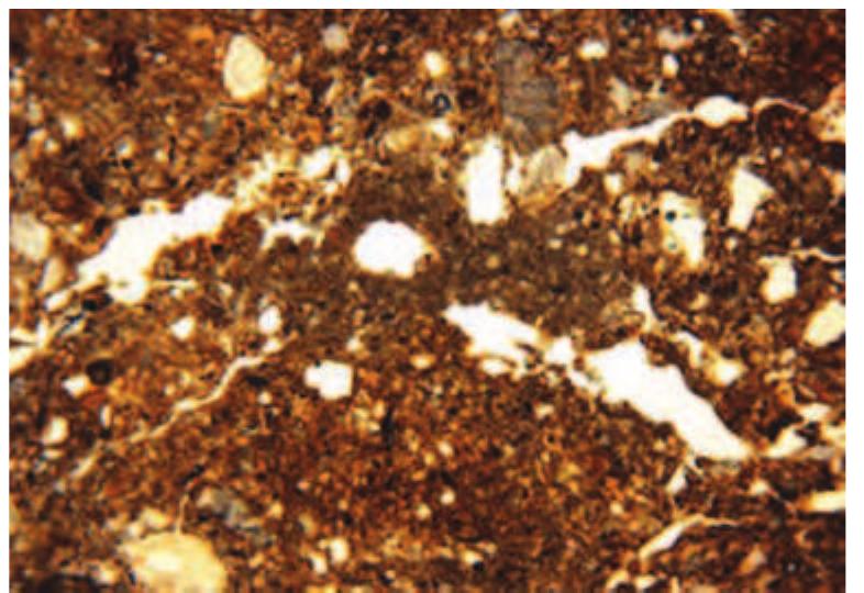 Slika 21: Fotomikrograf dna pa- leotla se sastoji od mjeSavine humi- ka, kvarcnog pijeska i veoma obilate muljevite gline sa manjim mikrickim ispunama Supljina, gornje 2/3 uzor- ka 1/7 (Sirina okvira = 4.5 mm, ra- vanska polarizovana svjetlost)  Figure 21: Photomicrograph of the base of the palaeosol is composed of a mixture of humic, quartz sand and very abundant or silty/dusty clay with  minor micrite void infills, upper two- thirds of sample 1/7 (frame width =  A Smm: niane nolarized Jicht) 