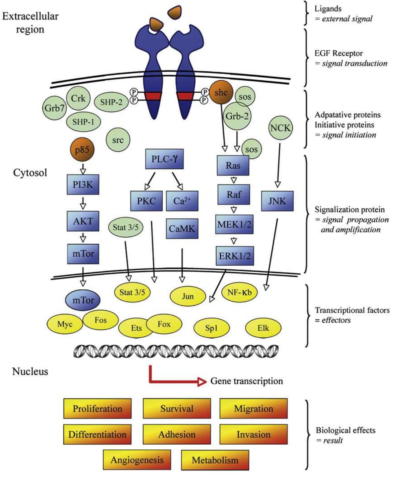 Egfr activation and signaling. the binding of a ligand such