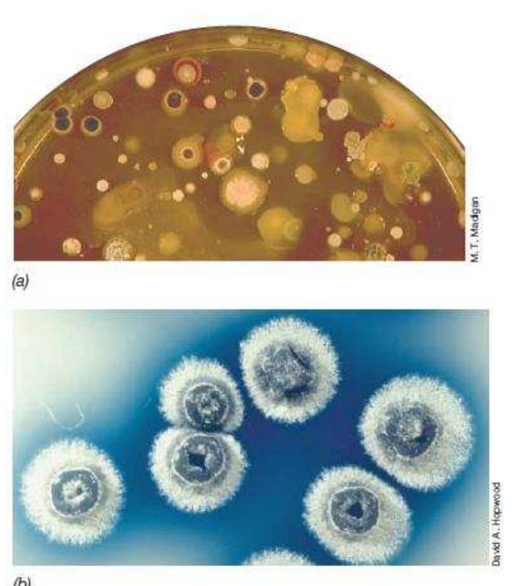 Streptomycetes. (a) colonies of streptomyces and other soil