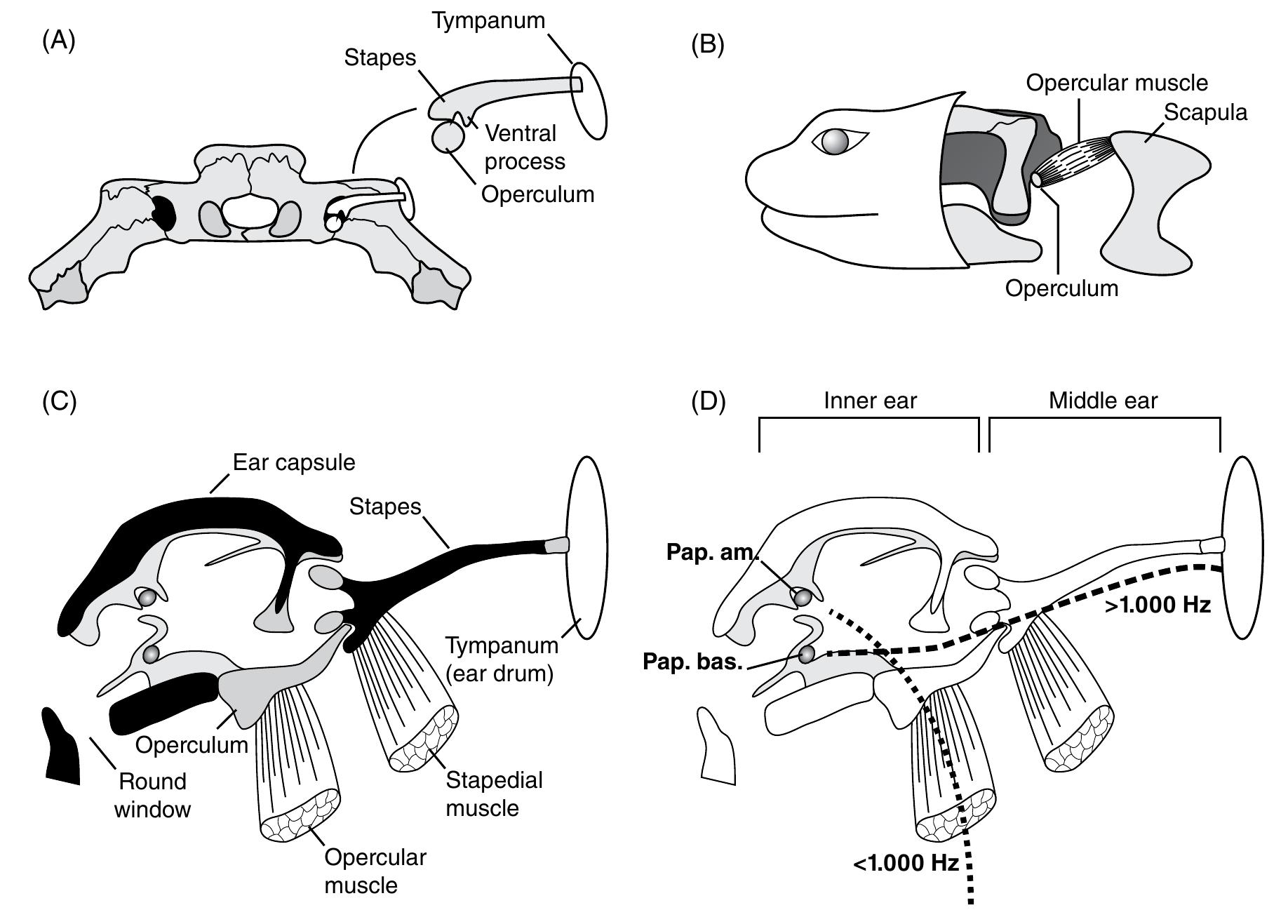 Figure 49 - from Amphibian Evolution - The Life of Early