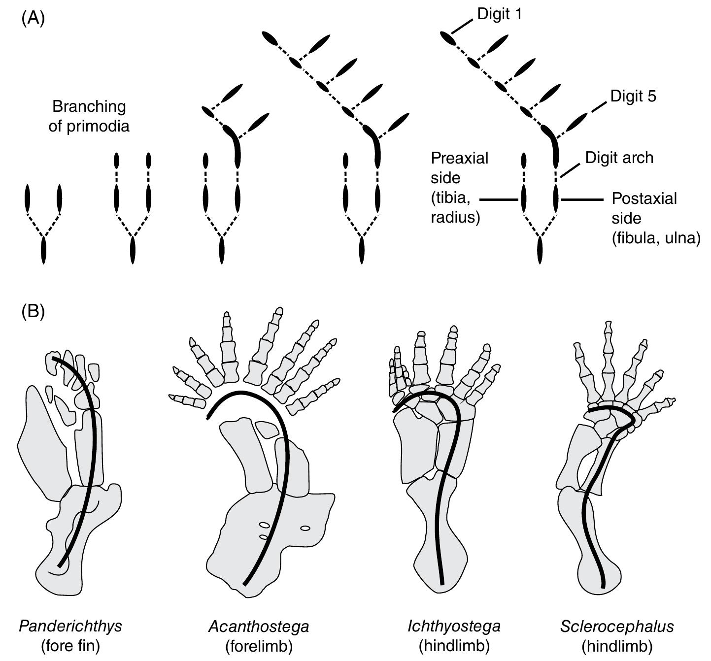Figure 67 - from Amphibian Evolution - The Life of Early