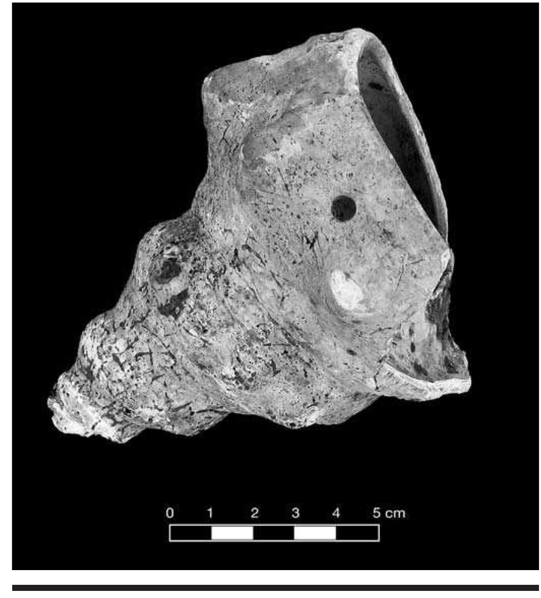 FIGURE 4.13. Engraved Pleuroploca or conch shell (423288). 