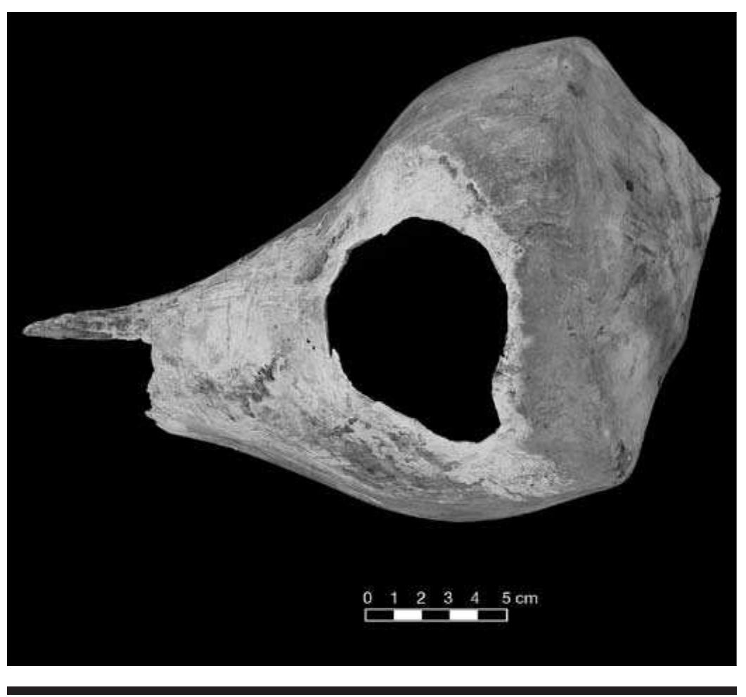 FIGURE 4.12. Busycon or whelk shell, outer surface (542538). 