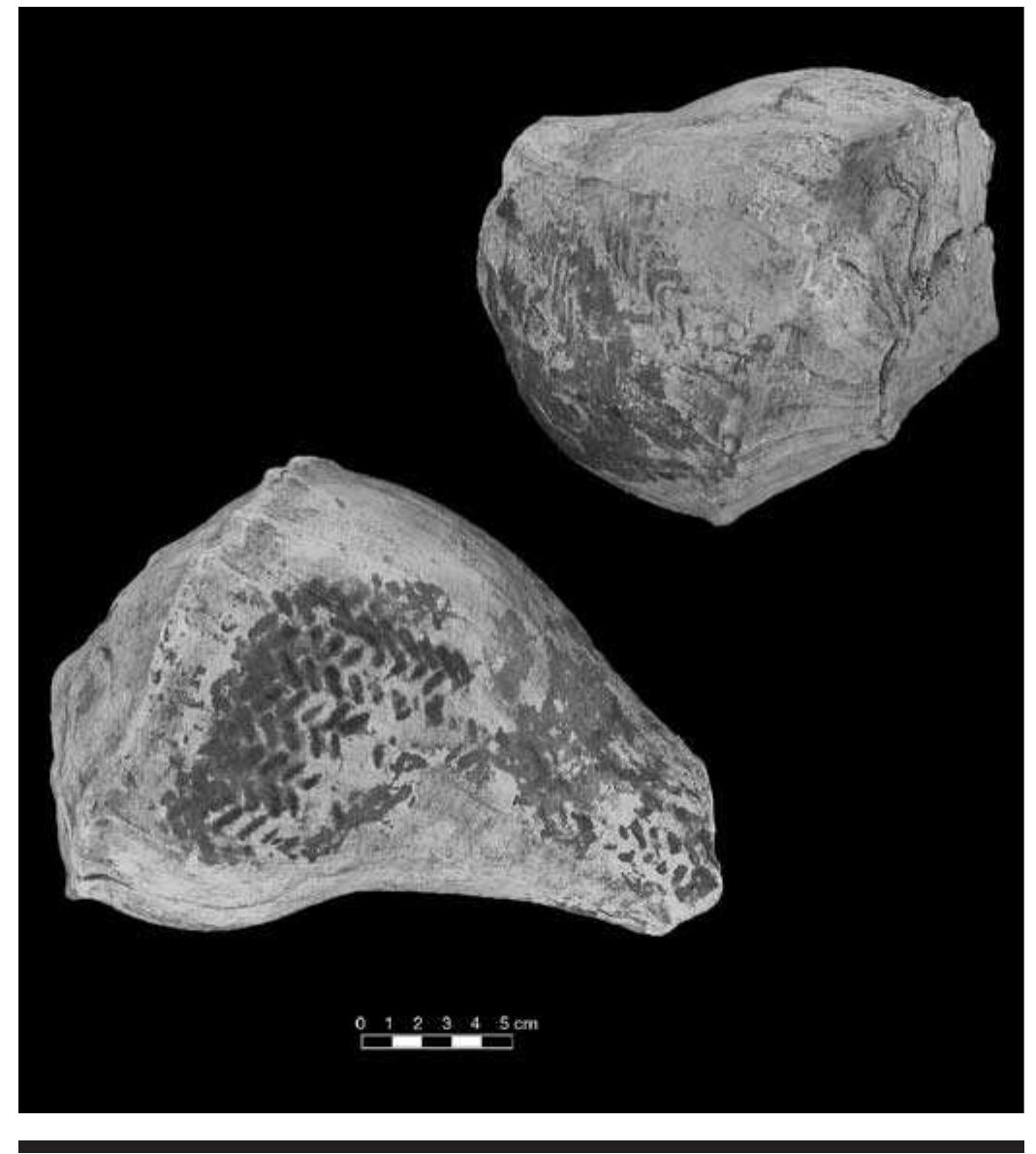 FIGURE 4.14. Unengraved shell cups with exterior basket impres- sions (423232s02 and 423232s04). 
