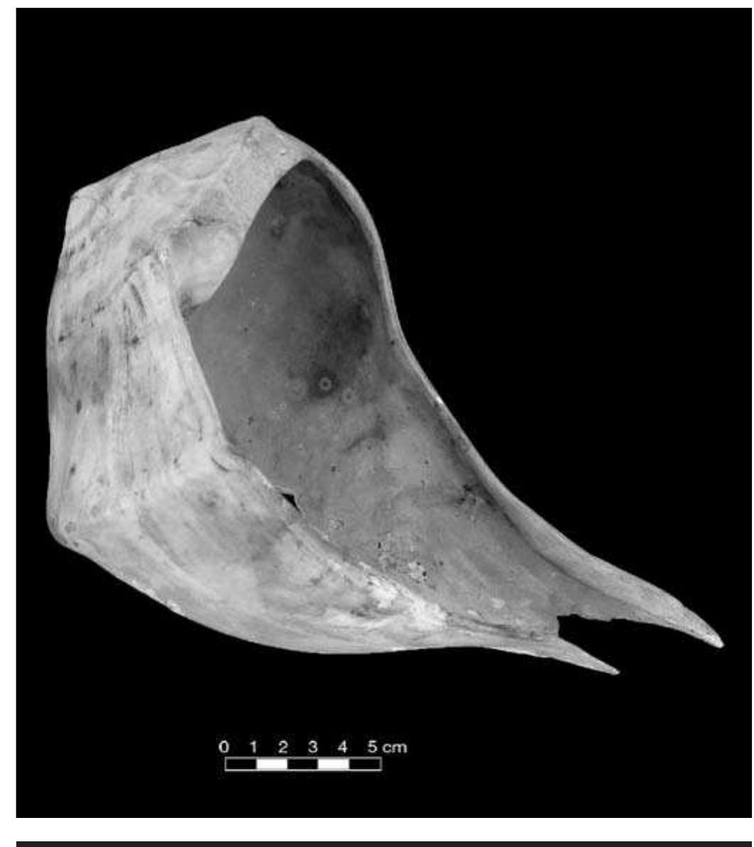 FIGURE 4.16. Well-preserved cup showing form of finished artifact (542538).  The surface is usually ground smooth. Most Busycon have some form of ridge or knobs occurring at the shoul- der. Knobs are usually removed, although in rare cases, these have been modified as a part of the decoration. In one case these knobs were incorporated into the design. 